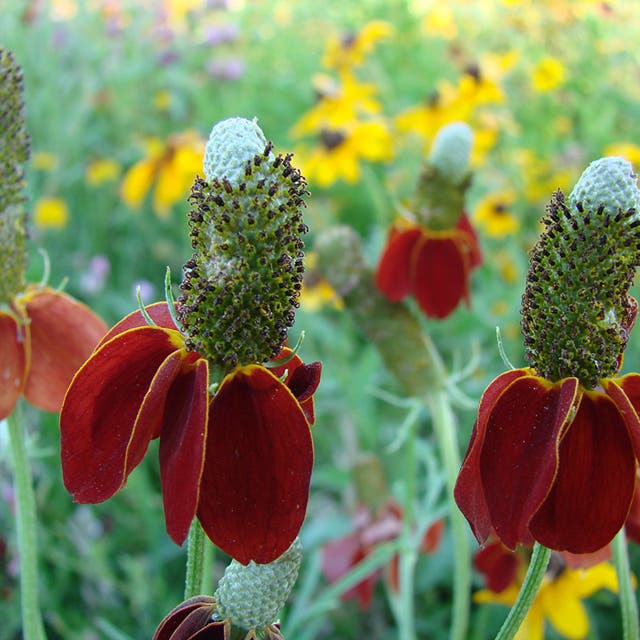 Mexican Hat