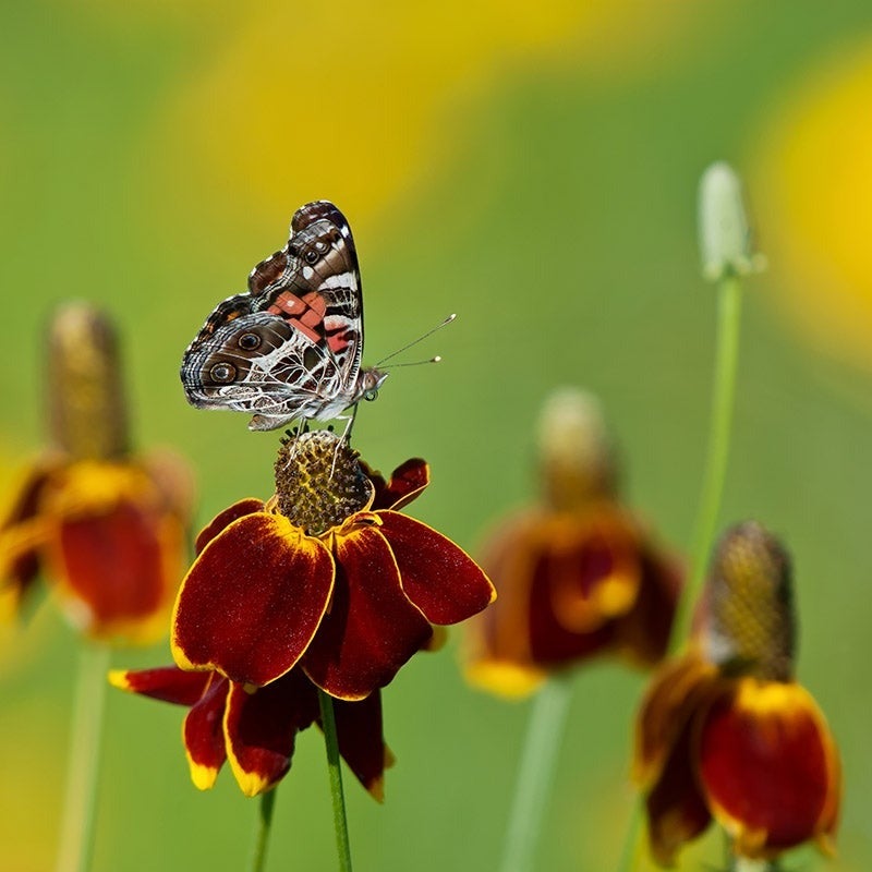 Mexican Hat (Ratibida columnifera)