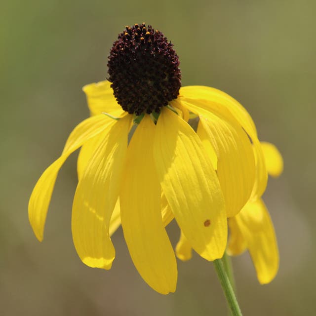 Gray Headed Prairie Coneflower