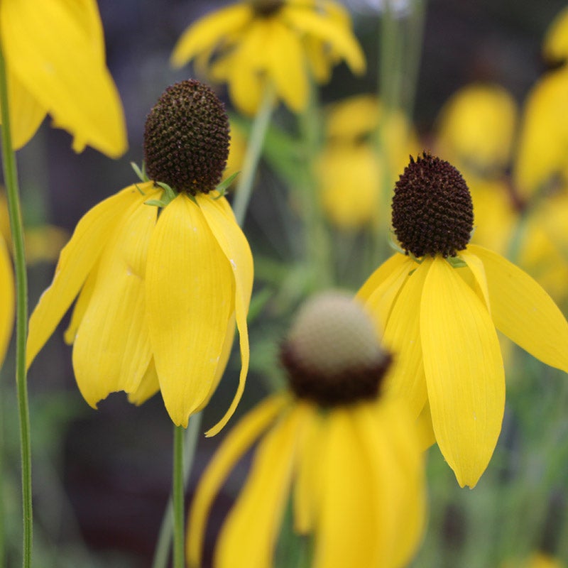 Gray Headed Prairie Coneflower (Ratibida pinnata)