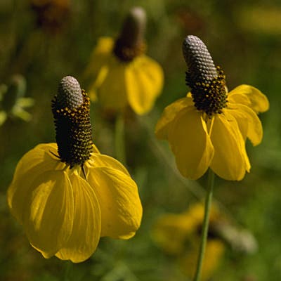 Yellow Prairie Coneflower Seeds