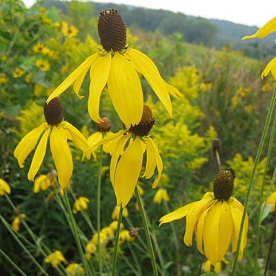 Grey Headed Coneflower Seeds