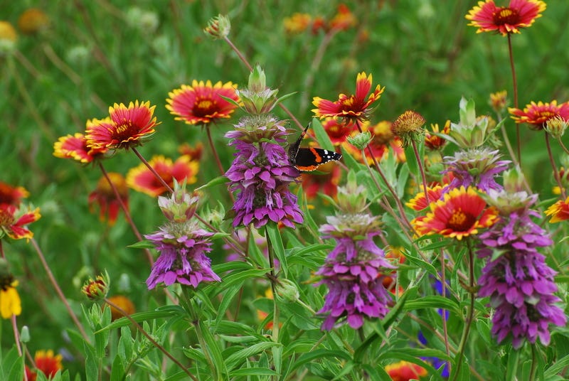 Red admiral on Monarda citriodora with Gailllardia pulchella