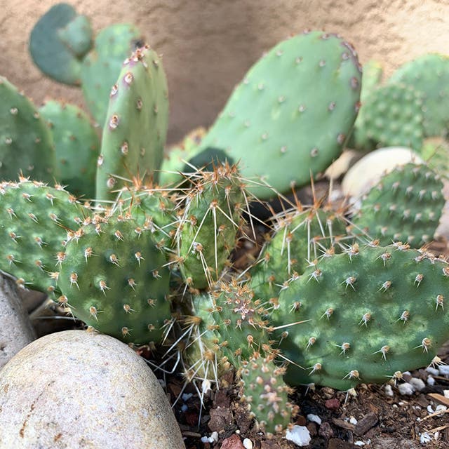 Red Gem Prickly Pear Cactus (Opuntia)