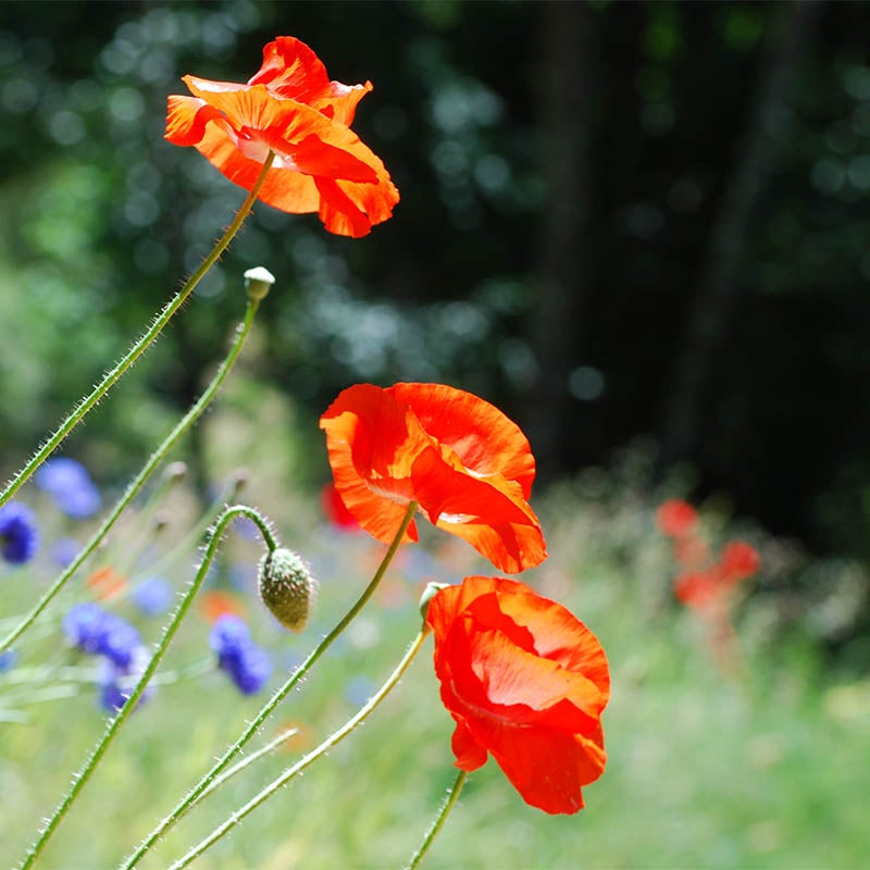 Red Papaver rhoeas Seeds, Papaver rhoeas, Red Poppy, Corn Poppy, Flanders Poppy, Shirley Poppy Seeds