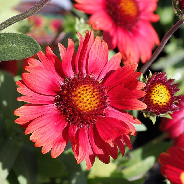 Arizona Red Shades Gaillardia