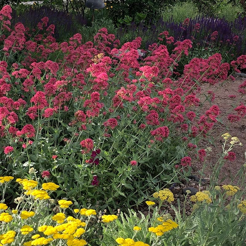 Centranthus ruber Coccineus, Red Valerian