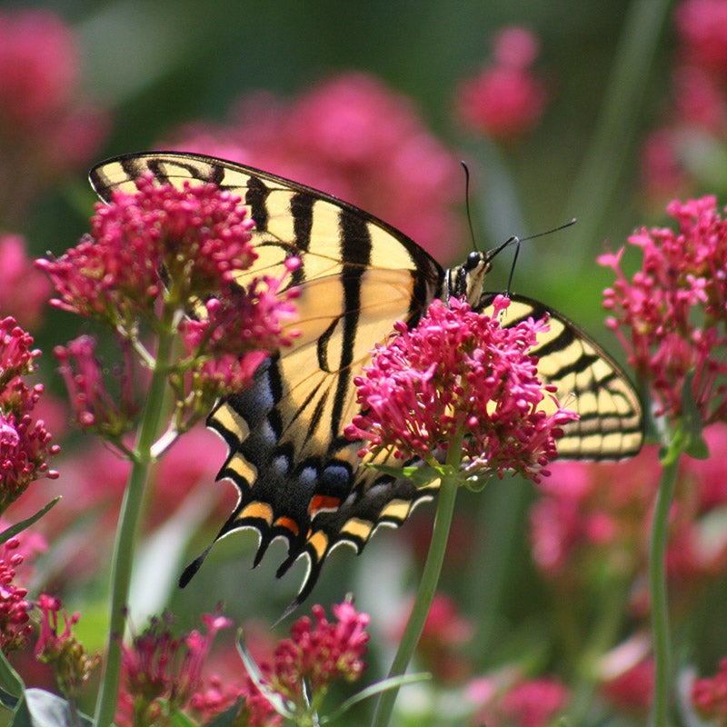 Centranthus ruber Coccineus, Red Valerian