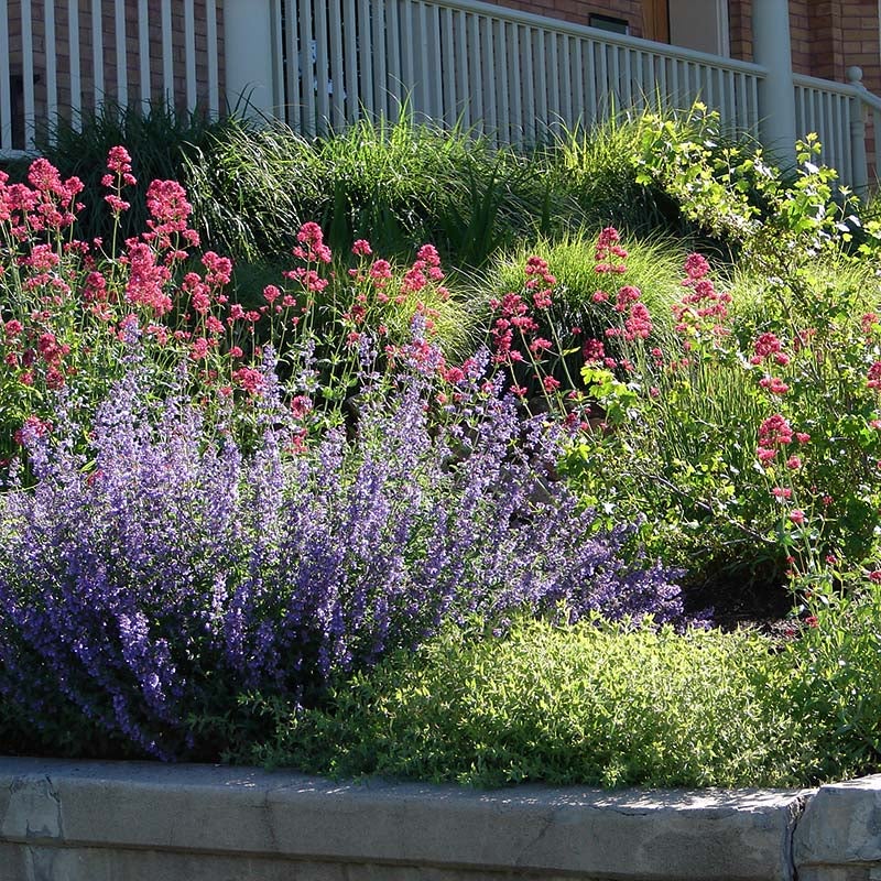 Centranthus ruber Coccineus, Red Valerian in Garden