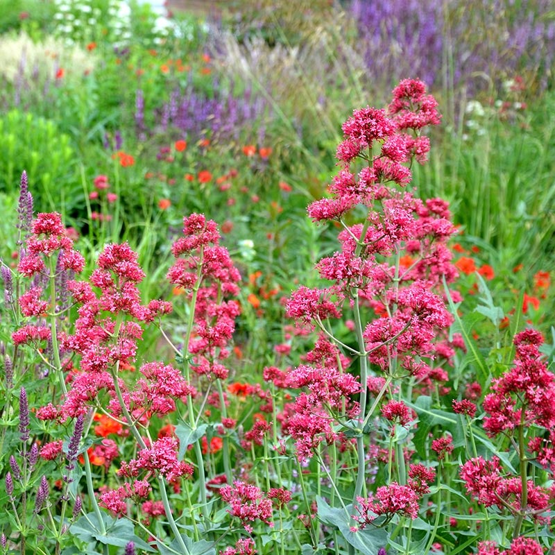 Centranthus ruber Coccineus, Red Valerian close up