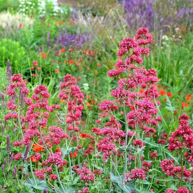 Red Valerian (Centranthus ruber 'Coccineus')