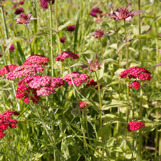 Red Velvet Yarrow