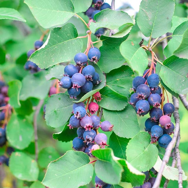 Regent Serviceberry (Amelanchier)