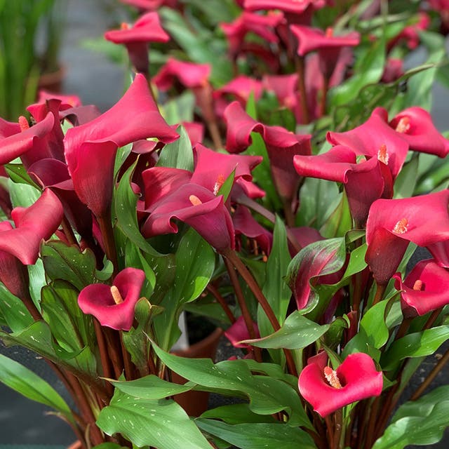 Rocket Calla Lily