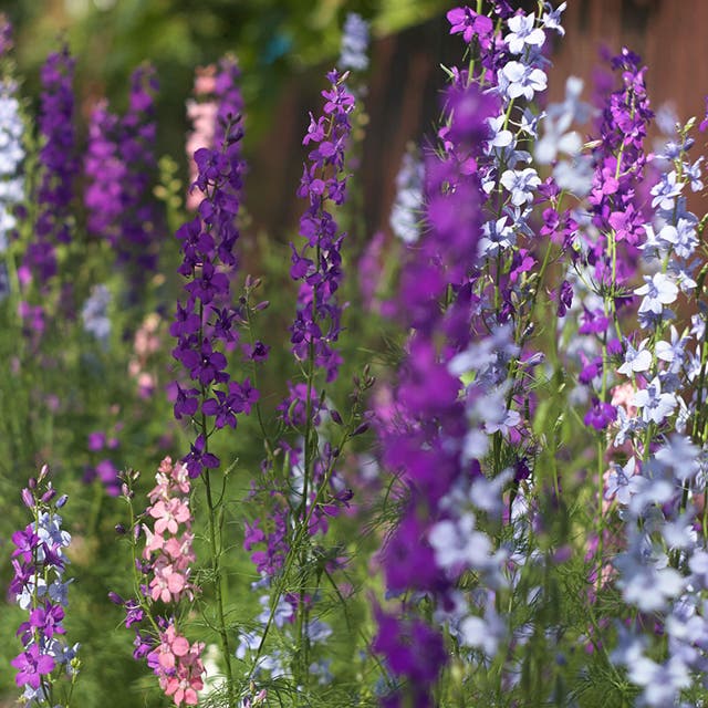 Rocket Larkspur Seeds (Delphinium)