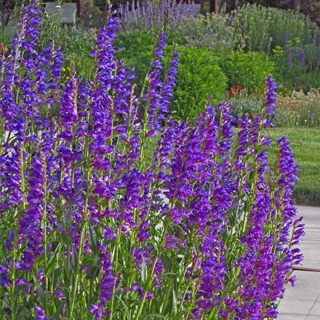 Rocky Mountain Penstemon