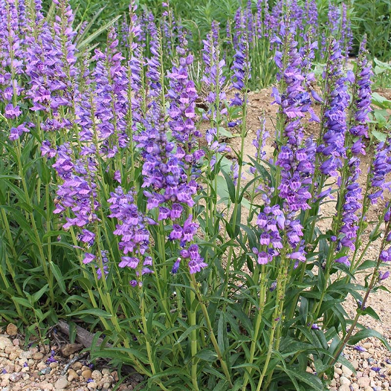 Rocky Mountain Penstemon (Penstemon strictus)