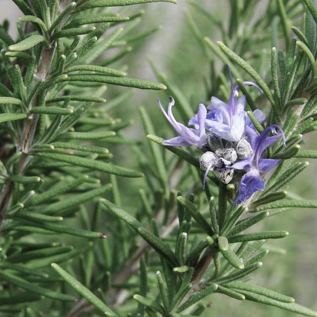 Hill's Hardy Rosemary