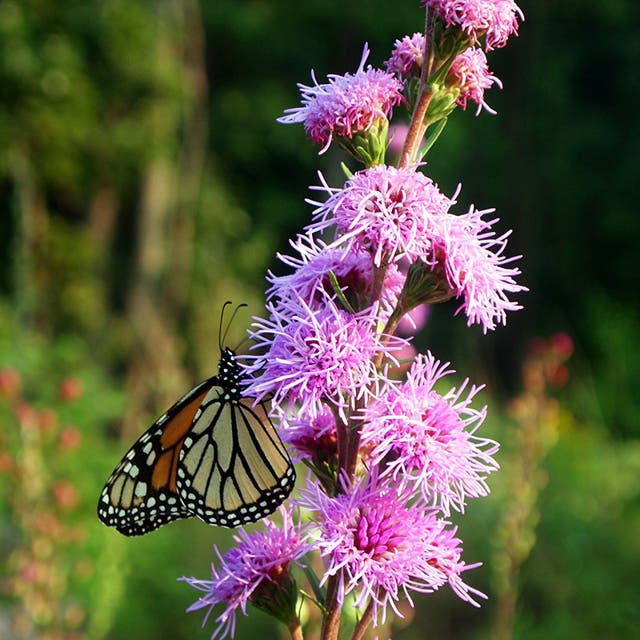 Rough Blazing Star (Liatris)