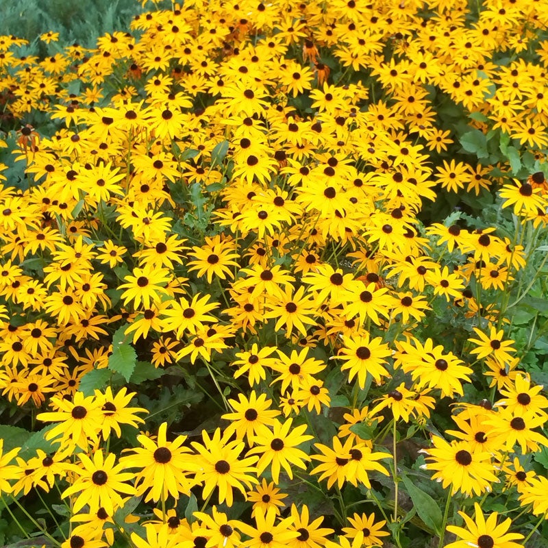 Black Eyed Susan Goldsturm, Rudbeckia fulgida Goldsturm