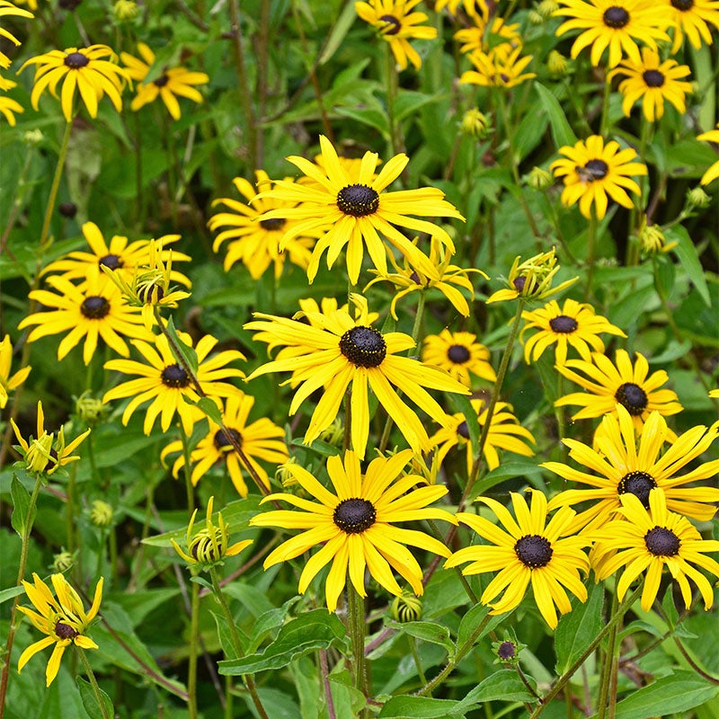 Goldsturm Black Eyed Susan (Rudbeckia fulgida 'Goldsturm')