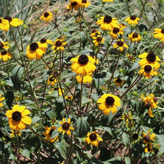 Blackjack Gold Black Eyed Susan