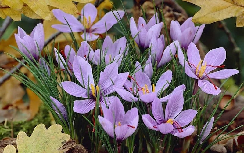 Saffron flowers in bloom in fall