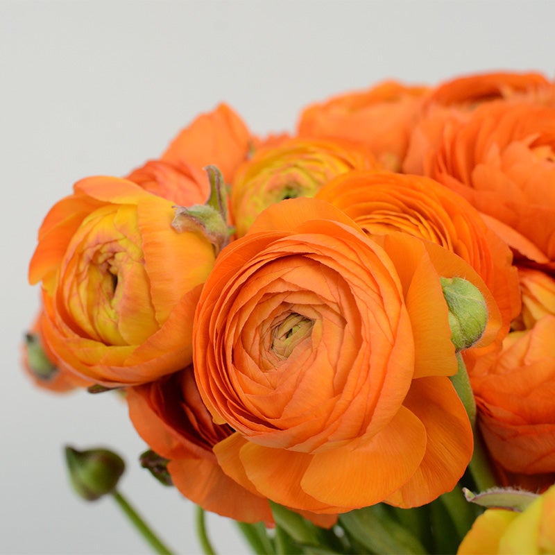 Salmon Persian Buttercup, Ranunculus Salmon