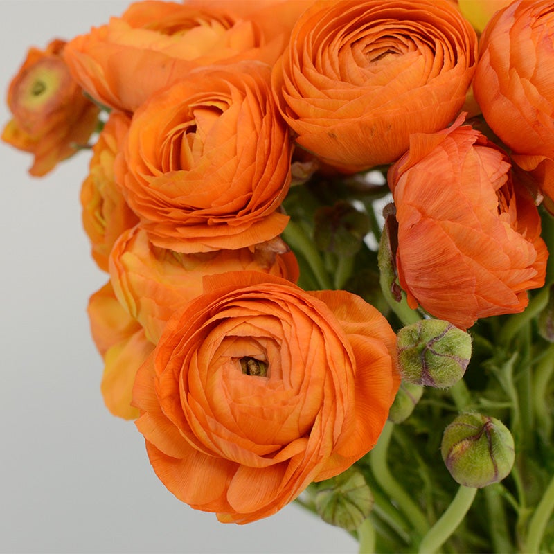 Orange Salmon Persian Buttercup, Ranunculus Salmon