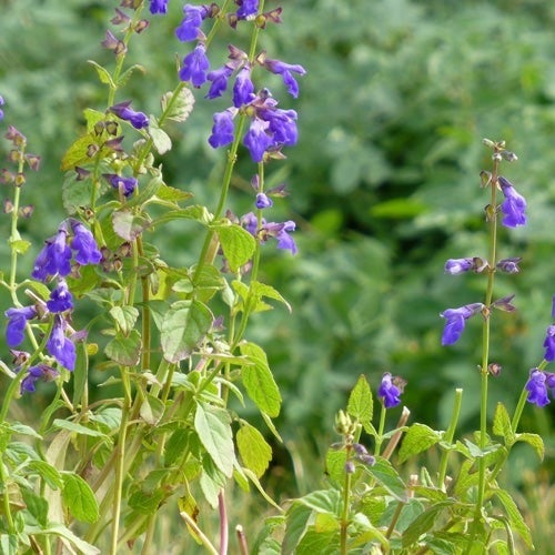 Deep Blue Arizona Salvia (Salvia arizonica 'Deep Blue')