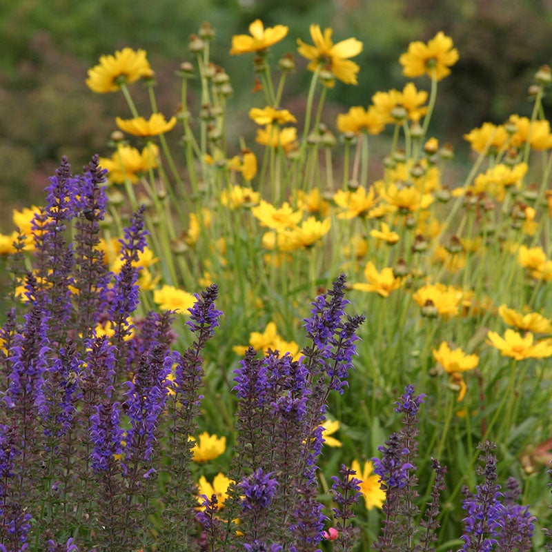 salvia sage and coreopsis tickseed