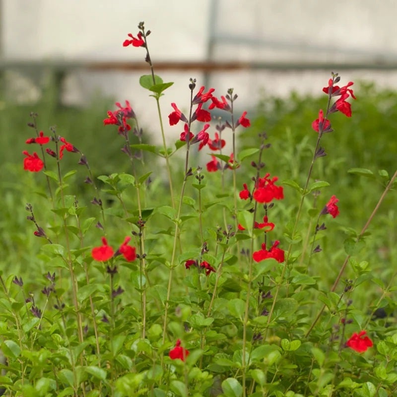 Red Salvia greggii Furman's Red, Salvia greggii Furman's Red, Furman's Red Texas Sage