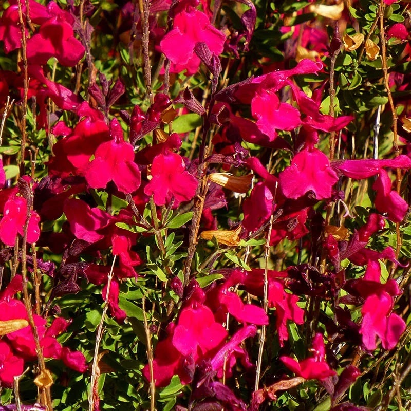 Red Salvia greggii Furman's Red, Salvia greggii Furman's Red, Furman's Red Texas Sage