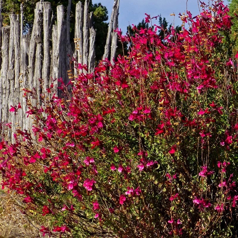 Red Salvia greggii Furman's Red, Salvia greggii Furman's Red, Furman's Red Texas Sage