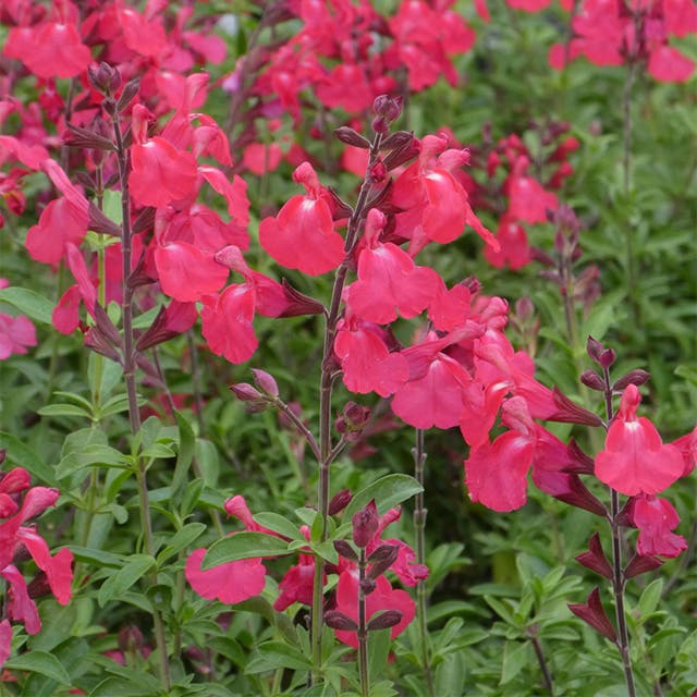 FlowerKisser® Coral-Pink Salvia