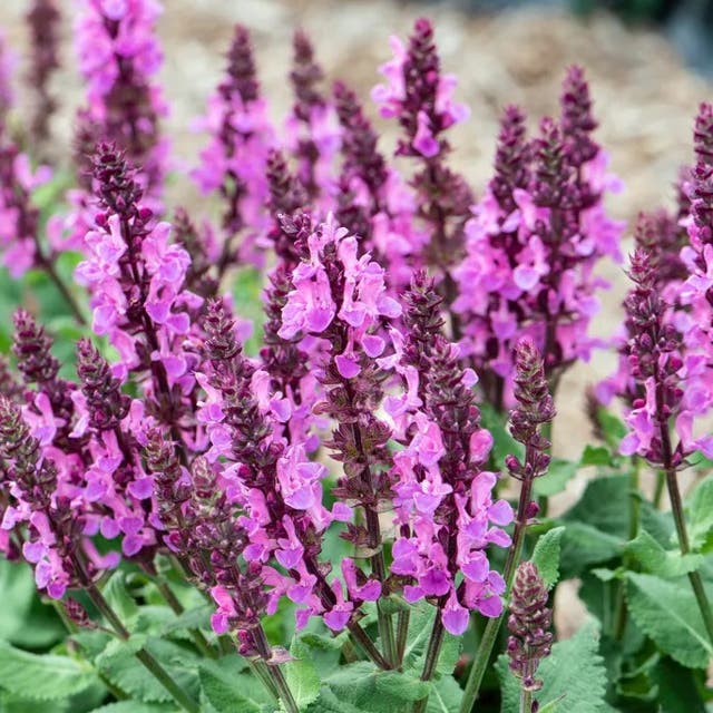 Rose Marvel Salvia