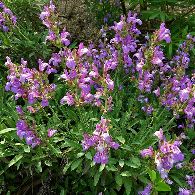 Dwarf Common Sage (Salvia)