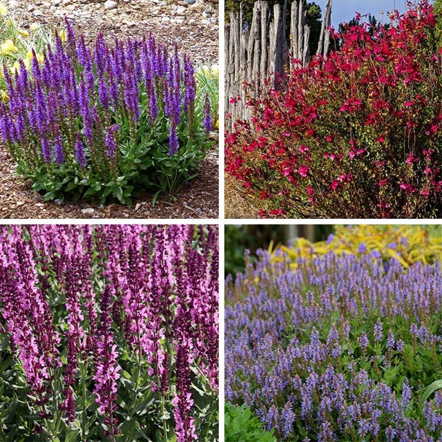 Salvia Collection