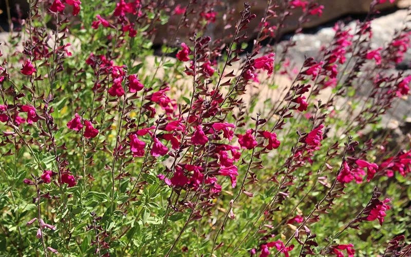 Raspberry Delight Salvia in peak bloom