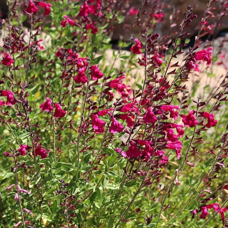 Raspberry Delight® Salvia, Salvia x Raspberry Delight®