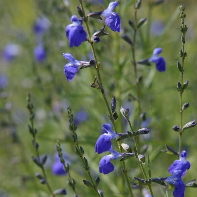 Autumn Sapphire™ Salvia