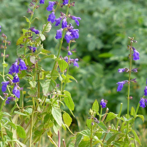 Deep Blue Arizona Salvia