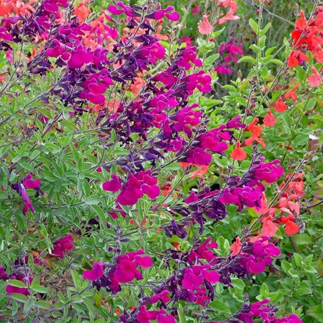 Burgundy Seduction Salvia