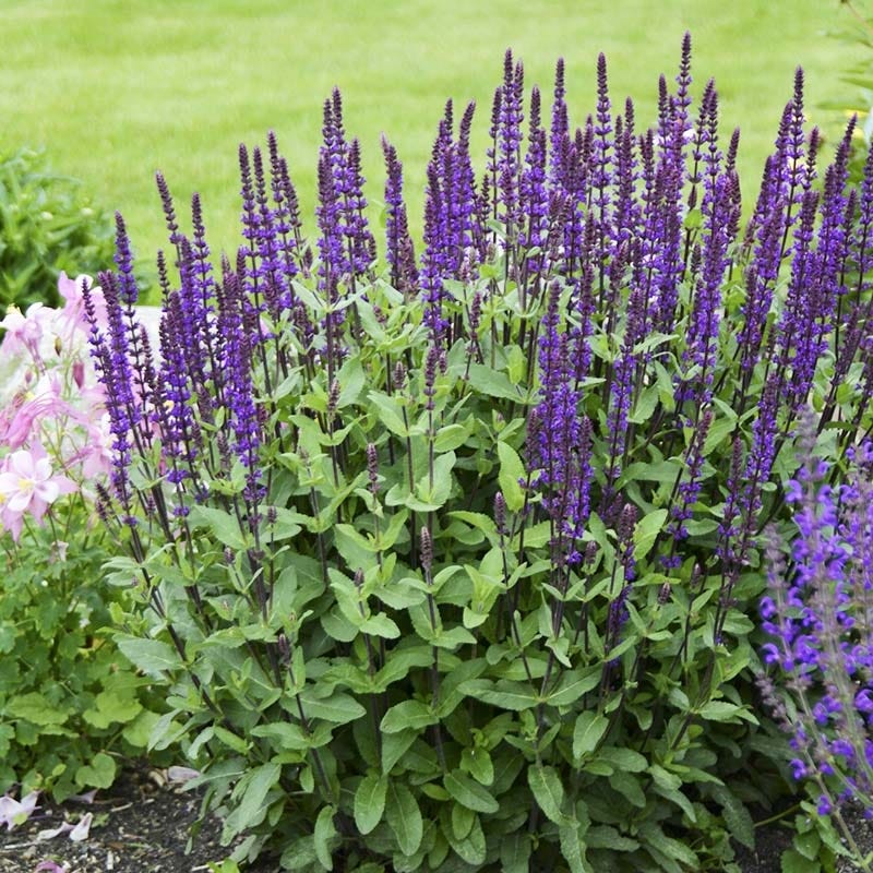 Caradonna Salvia (Salvia sylvestris 'Caradonna'). Photo courtesy of Walter's Garden Inc.