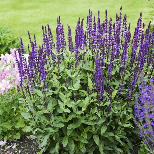 Caradonna Salvia