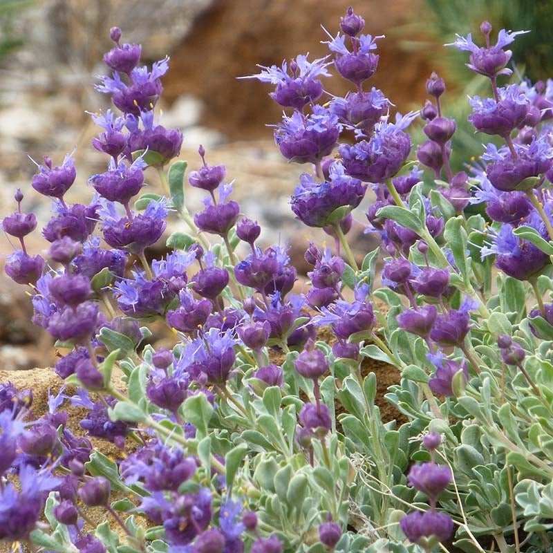 Desert Purple Salvia, Salvia dorrii 'Desert Purple Sage'