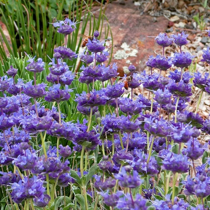 Desert Purple Salvia, Salvia dorrii 'Desert Purple Sage'