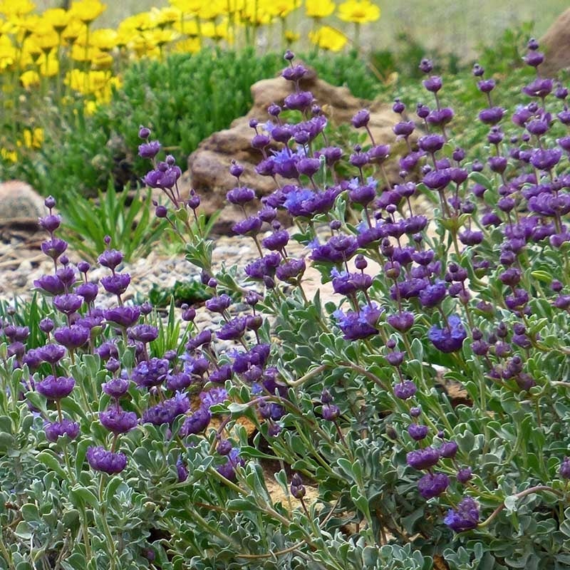 Desert Purple Salvia, Salvia dorrii 'Desert Purple Sage'