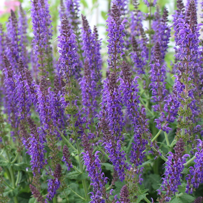 May Night Salvia (Salvia x sylvestris 'May Night')