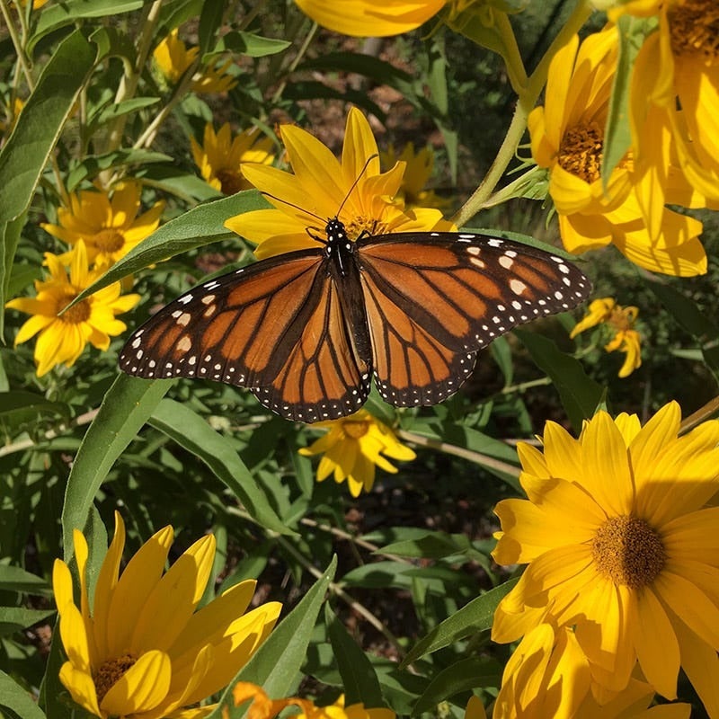 Yellow Helianthus maximiliana Santa Fe, Helianthus maximiliana Santa Fe, Maximilian's Sunflower